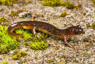 cascade torrent salamander graphic